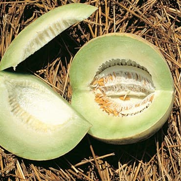 Cantaloupe, Honeydew 1/2oz — photo 1 of 2