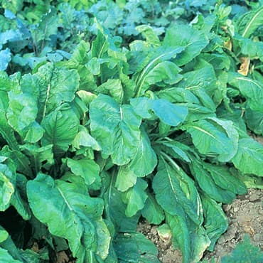 Mustard Spinach, Tendergreen 4oz — photo 1 of 2