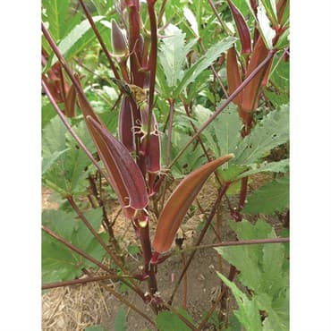 Okra, Burgundy 1/2oz — photo 1 of 2