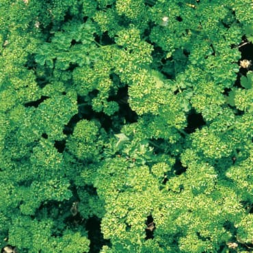 Parsley, Triple Curled 1/2oz — photo 1 of 2