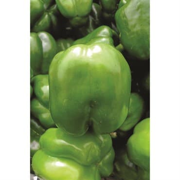 Peppers, Keystone Giant #3 1/2oz — photo 1 of 2