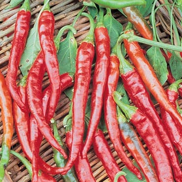 Peppers, Long Red Cayenne 1/2oz — photo 1 of 2
