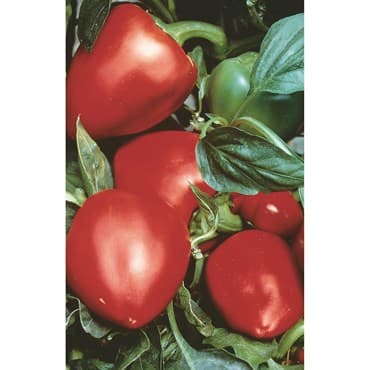 Peppers, Pimento 1/2oz — photo 1 of 2