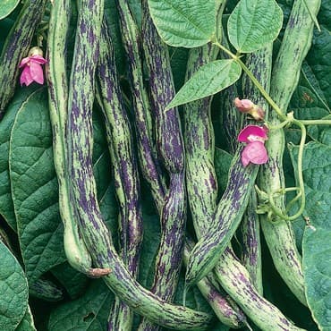 Beans, Rattlesnake Pole 1lb — photo 1 of 2