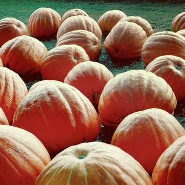 Pumpkin, Atlantic Giant 1/2oz — photo 1 of 2