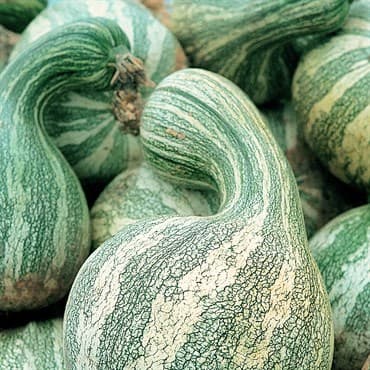 Pumpkin, Green Striped Cushaw 1/2lb — photo 1 of 2