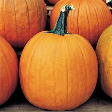 Pumpkin, Howden 1/2lb — photo 1 of 2