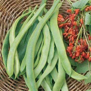 Beans, State Half Runner 1lb — photo 1 of 2