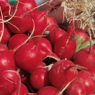Radish, Champion 1/2oz — photo 1 of 2