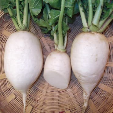 Radish, White Chinese Celestial 1lb — photo 1 of 2