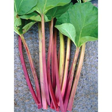 Rhubarb, Victoria 1/2oz — photo 1 of 2