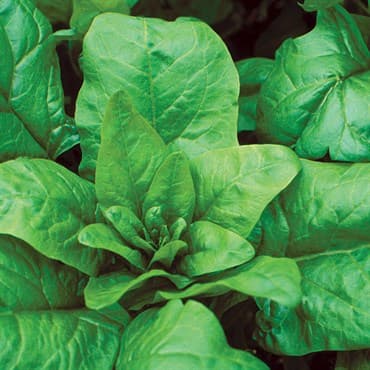 SPINACH, BLOOMSDALE 50# — photo 1 of 2