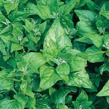 SPINACH, NEW ZEALAND 50 — photo 1 of 2