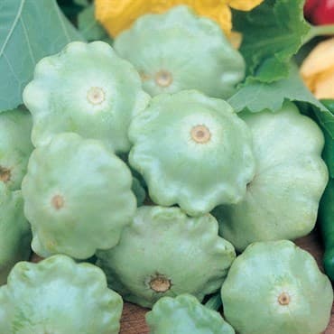 Squash, Bennings Green Tint 1/2oz — photo 1 of 2