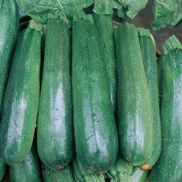 Squash, Black Beauty 1/2lb — photo 1 of 2