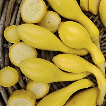 Squash, Summer Crookneck 1/2oz — photo 1 of 2