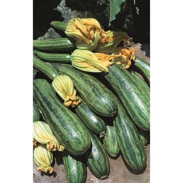 Squash, Cocozelle 1/2lb — photo 1 of 2