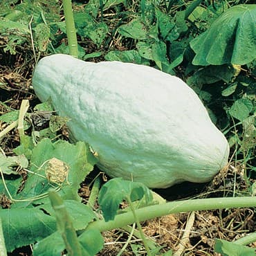Squash, Improved Green Hubbard 1/2oz — photo 1 of 2