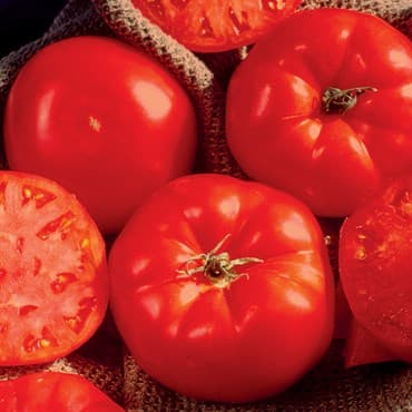 Tomato, Supersonic - 1000/Pkt — photo 1 of 2