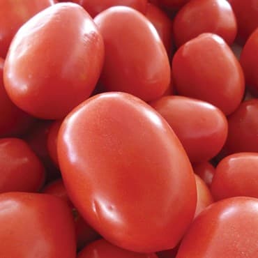 Tomato, Roma 1/2oz — photo 1 of 2