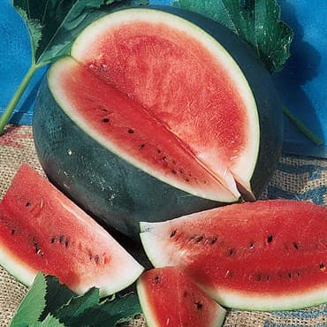 Watermelon, Black Diamond 1/2lb — photo 1 of 2