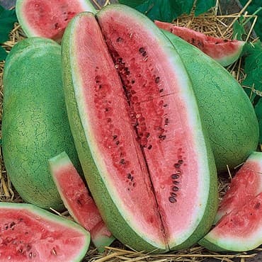 Watermelon, Charleston Grey 1/2oz — photo 1 of 2