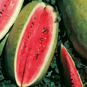 Watermelon, Congo 1/2lb — photo 1 of 2