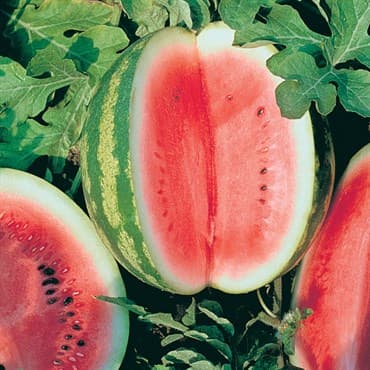Watermelon, Crimson Sweet 1/2oz — photo 1 of 2