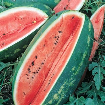 Watermelon, Florida Giant 1/2oz — photo 1 of 2
