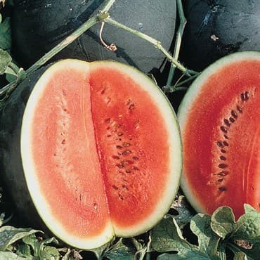 Watermelon, Sugar Baby 1/2lb — photo 1 of 2