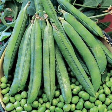 Peas, Laxton Progress #9 50lb — photo 1 of 2