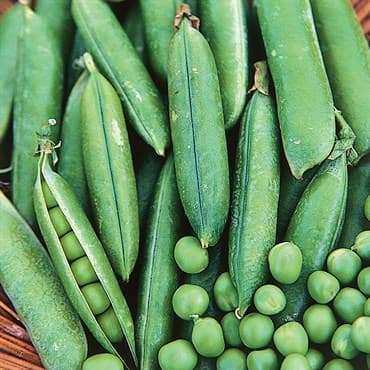 Peas, Thomas Laxton 1/2lb — photo 1 of 2