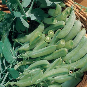 Peas, Sugar Anne Snap 1lb — photo 1 of 2