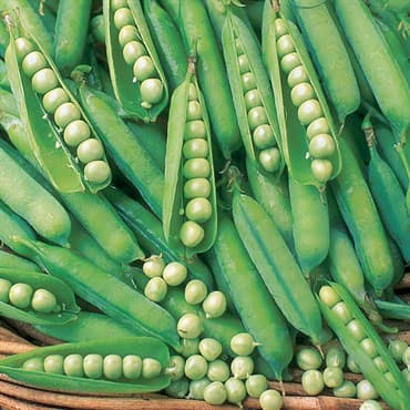 Peas, Knight Treated 1lb — photo 1 of 2
