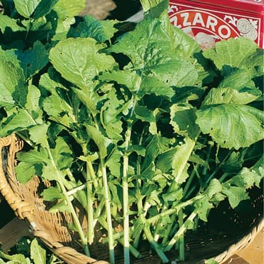 Arugula, Rocket 1lb — photo 1 of 2