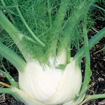 Fennel, Sweet oz — photo 1 of 2