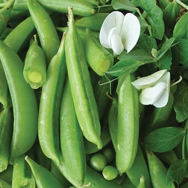 Peas, Cascadia 1lb — photo 1 of 2