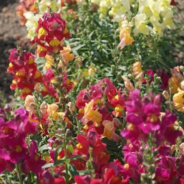 Snapdragon, Magic Carpet kg — photo 1 of 2