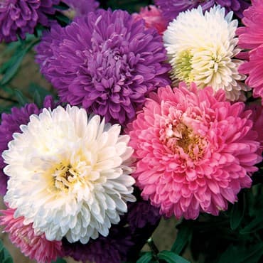 Aster, Crego Mixed Lbs — photo 1 of 2