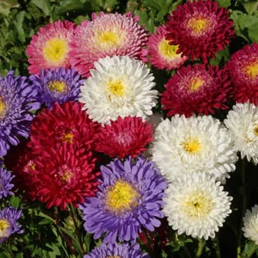 Aster, Powderpuff 1/4oz — photo 1 of 2