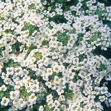 Alyssum, Carpet Of Snow Lbs — photo 1 of 2