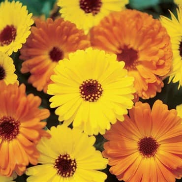 Calendula, Pacific Beauty Mix Lbs — photo 1 of 2