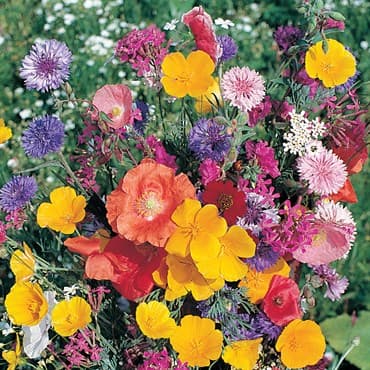 North America Wildflower Mix 1/2oz — photo 1 of 2