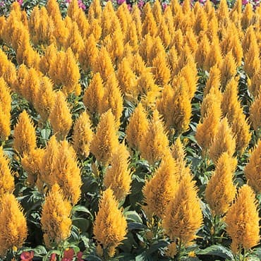 Celosia, Yellow Castle 1000 Seed Count — photo 1 of 2