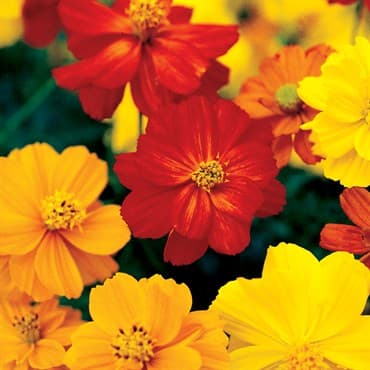 Cosmos, Bright Light Mix Lbs — photo 1 of 2