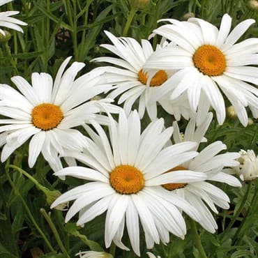 DAISY, SHASTA SGL. 1/2 OZ. EACH — photo 1 of 2