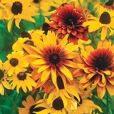 Daisy, Rudbeckia Hirta 1/2oz — photo 1 of 2