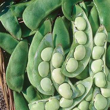 Limas, Cangreen/ Thorgreen 1lb — photo 1 of 2