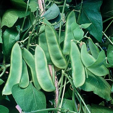 Limas, Woods Prolific 1/2lb — photo 1 of 2