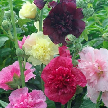 HOLLYHOCK - SUMMER CARNIVAL LBS — photo 1 of 2